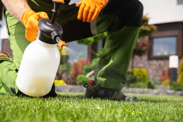 Wasp Removal Services in Buckhorn, CA