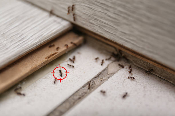 Pest Control for Restaurants in Buckhorn, CA