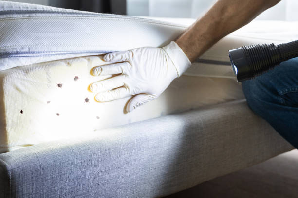 Best Best Pest Control Companies  in Buckhorn, CA