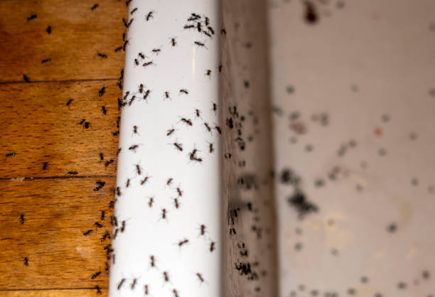 Buckhorn, CA Pest Control Company