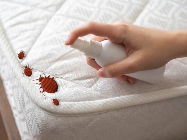 Best Exterminator Services  in Buckhorn, CA