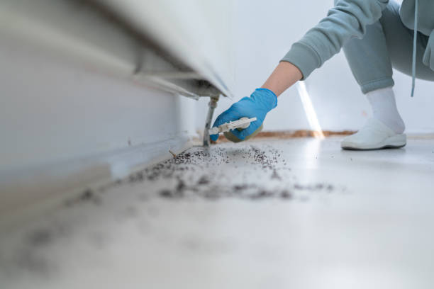 Best Ant Control Services  in Buckhorn, CA
